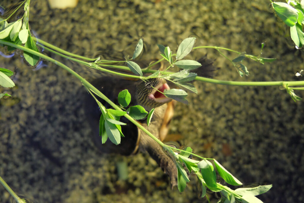 Mauremys sinensis alimentazione