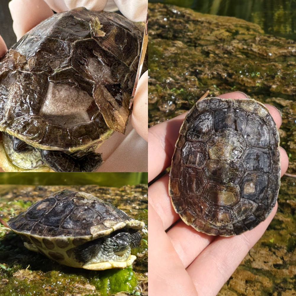 Mauremys sinensis problemi guscio molle