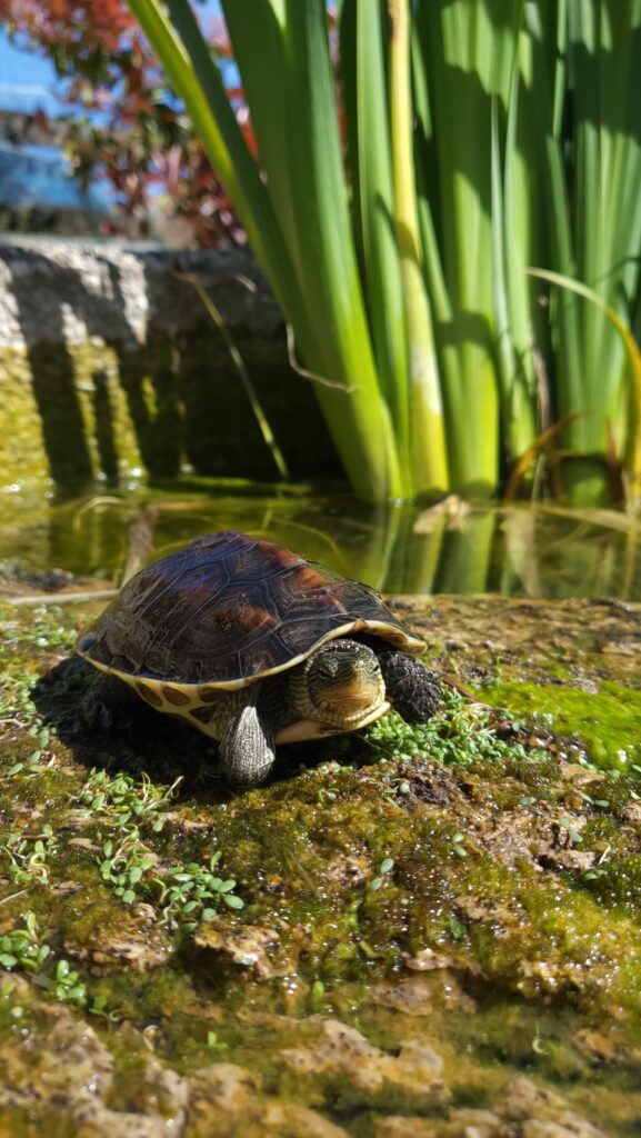 Mauremys sinensis laghetto