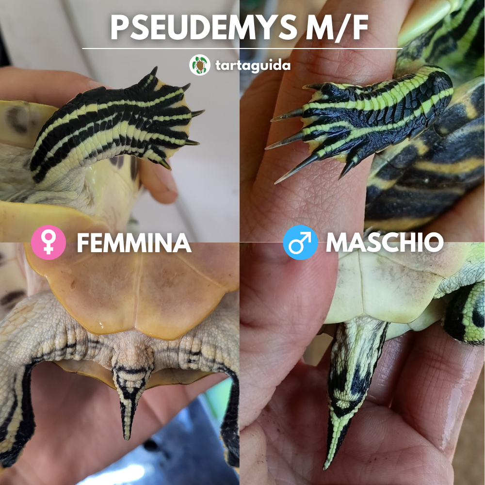 Pseudemys maschio femmina