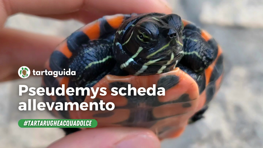 Nomi Da Dare A Una Tartaruga Tartarughe di terra specie: guida al riconoscimento e all'identificazione