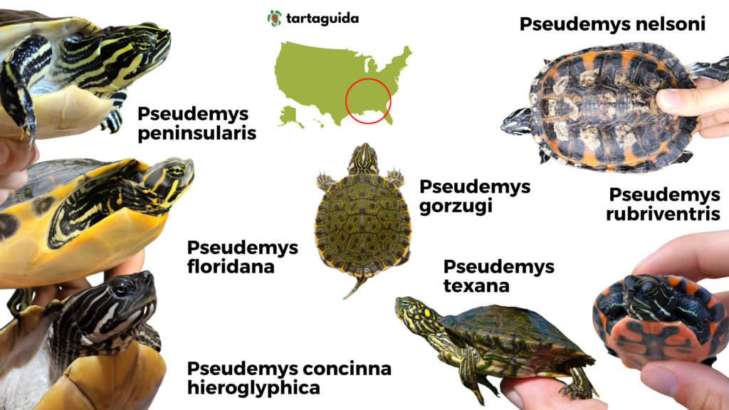 Pseudemys riconoscere sottospecie