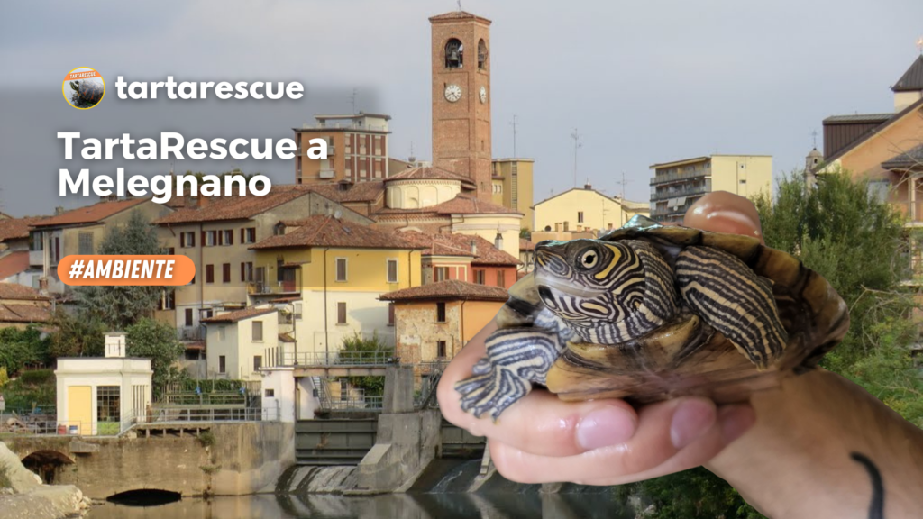 Tartarescue a Melegnano