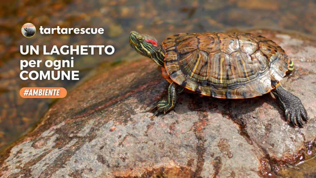 Un laghetto per ogni comune tartarescue