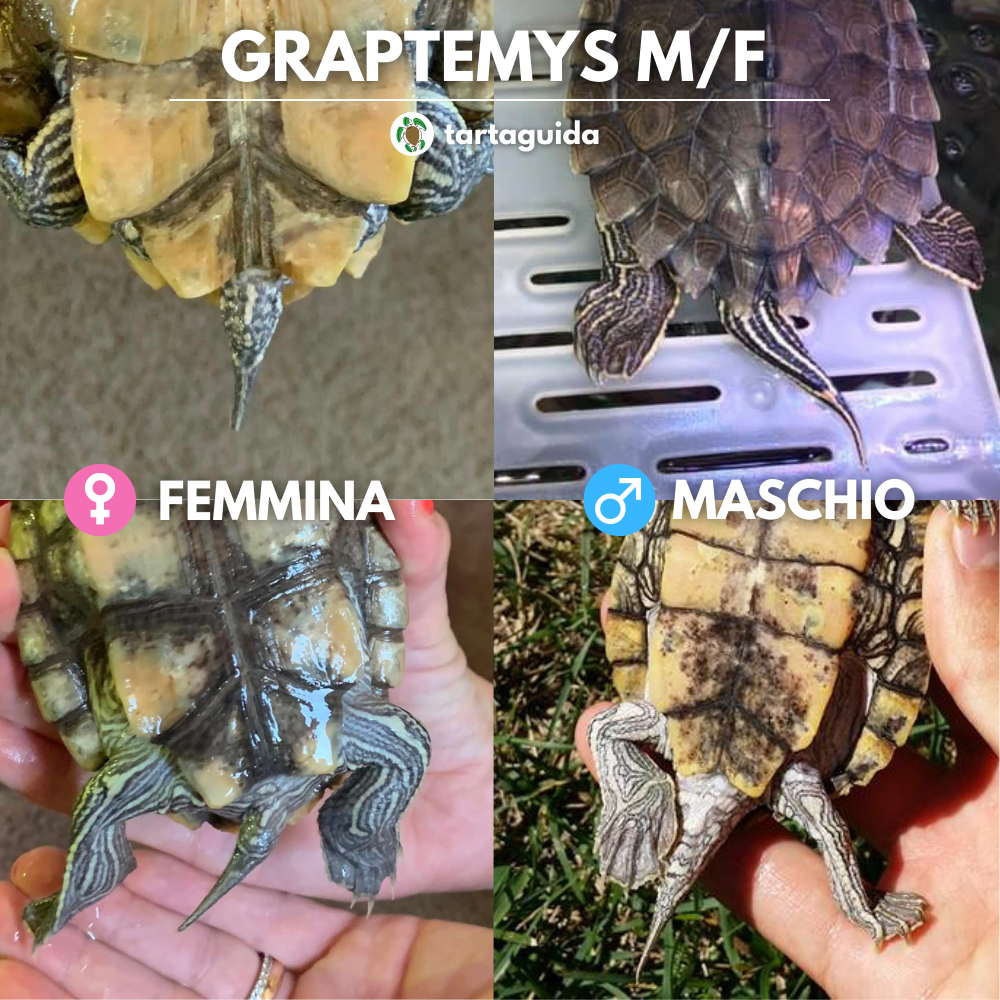 Graptemys maschio o femmina