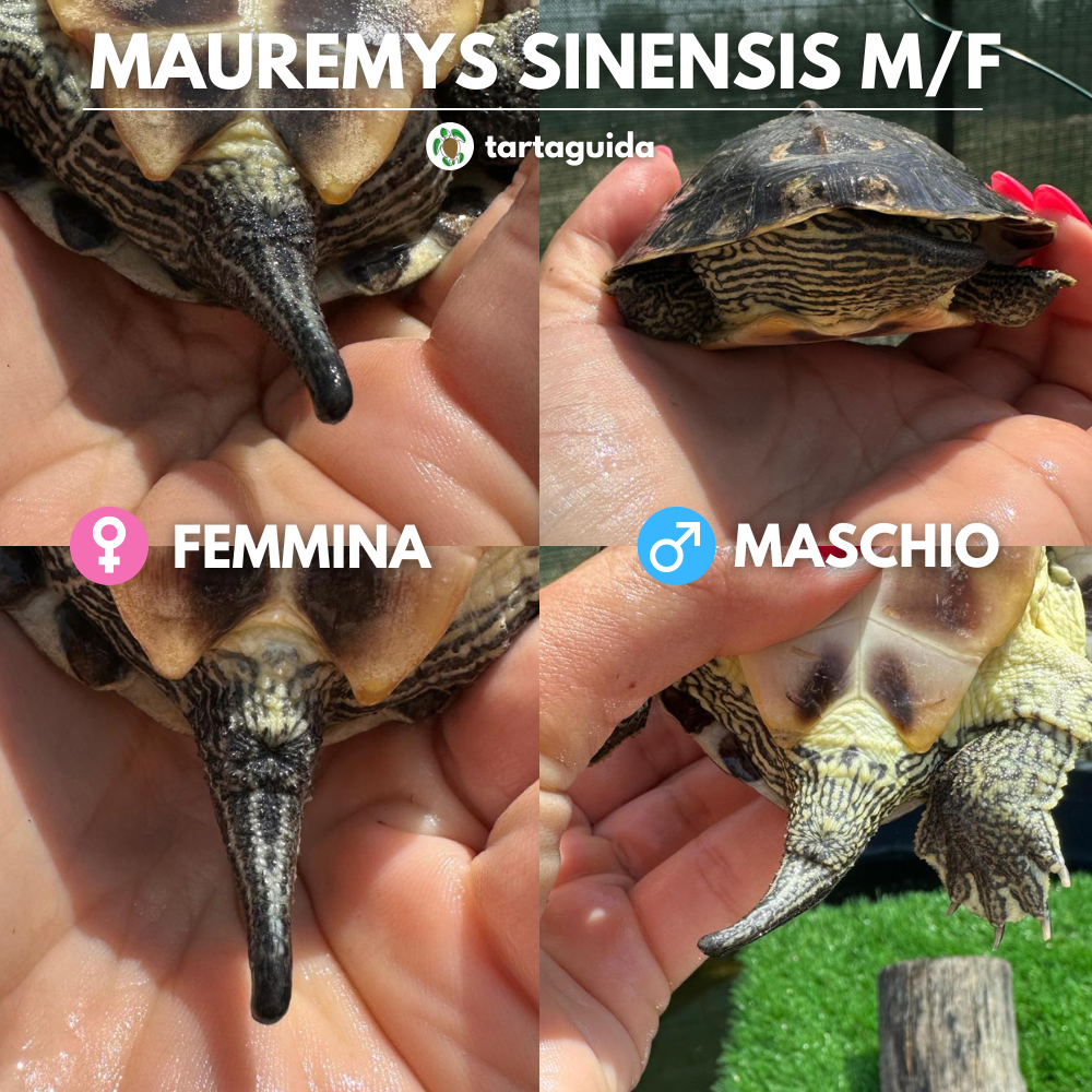 Mauremys sinensis maschio o femmina