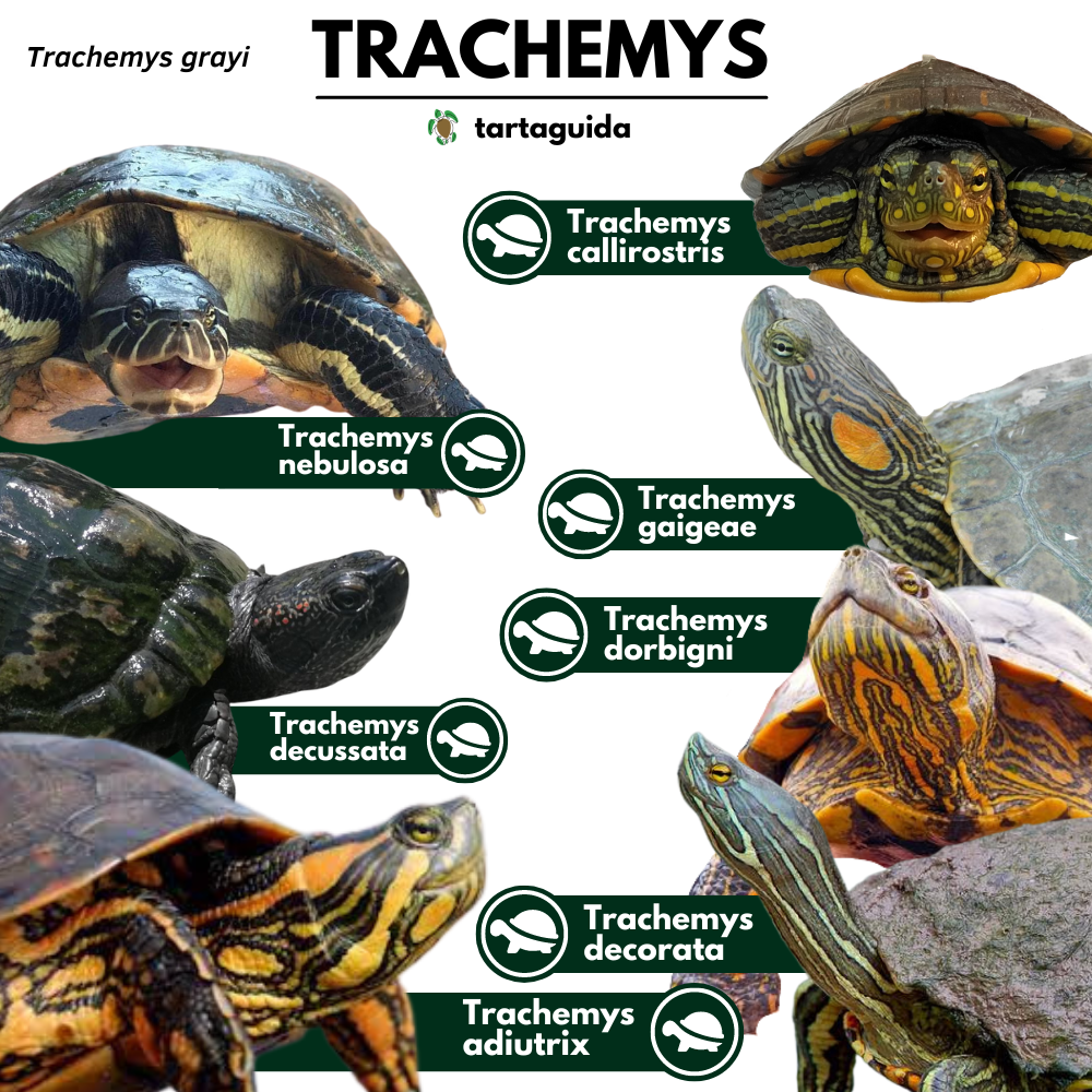 riconoscere sottospecie Trachemys