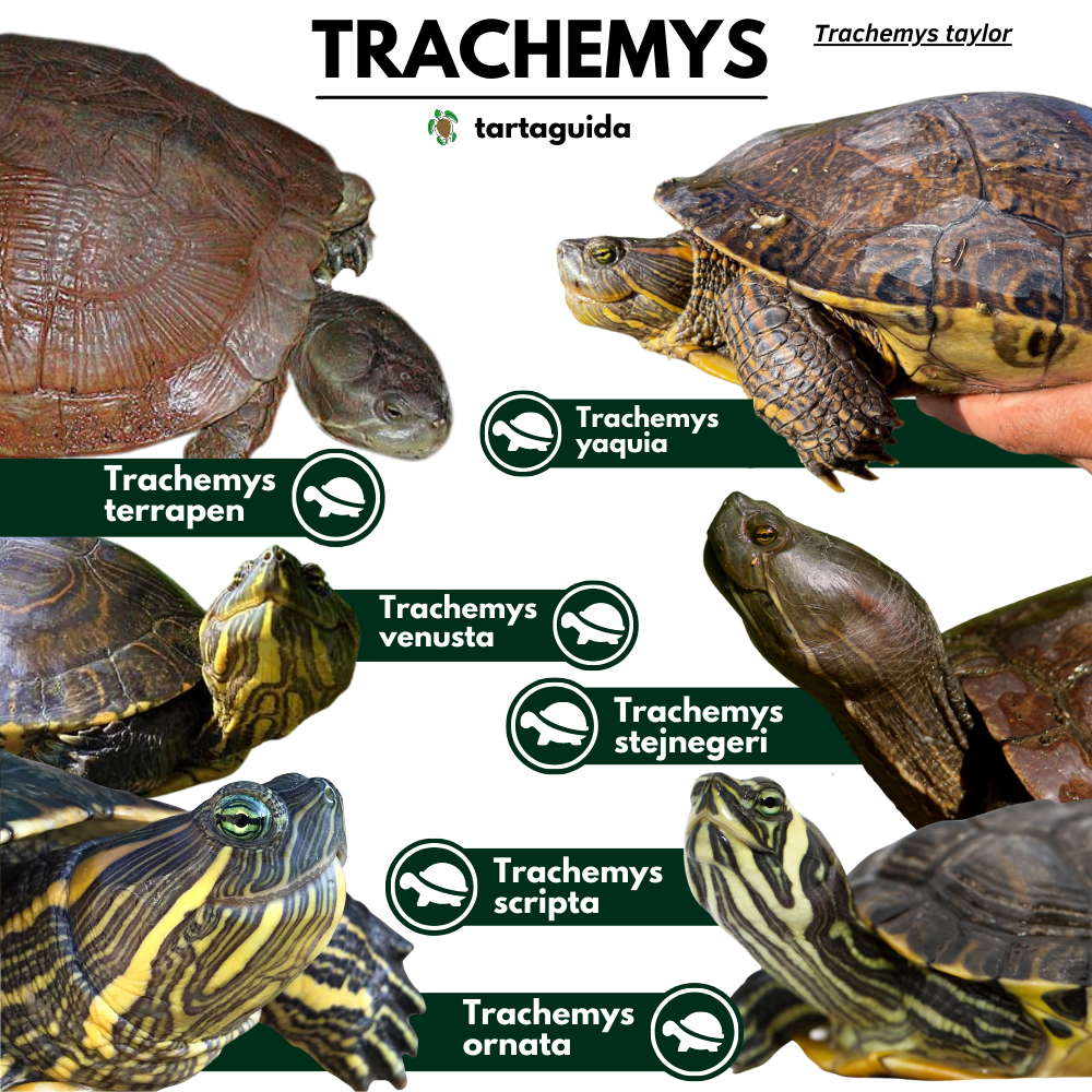 riconoscere sottospecie Trachemys 