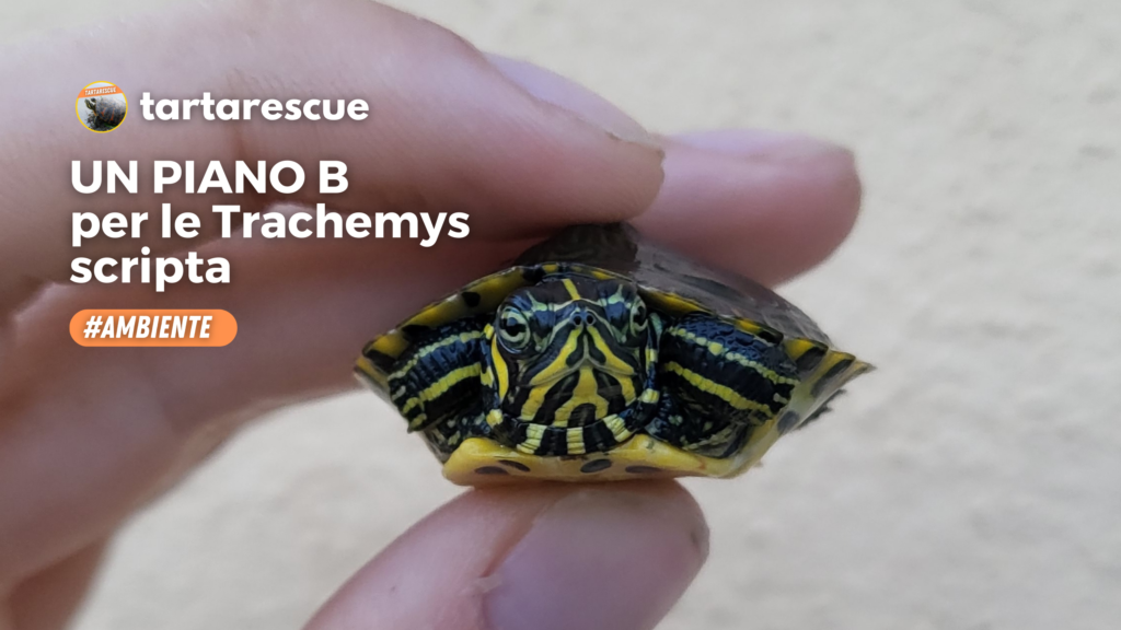 progetto Trachemys  piano B tartarescue