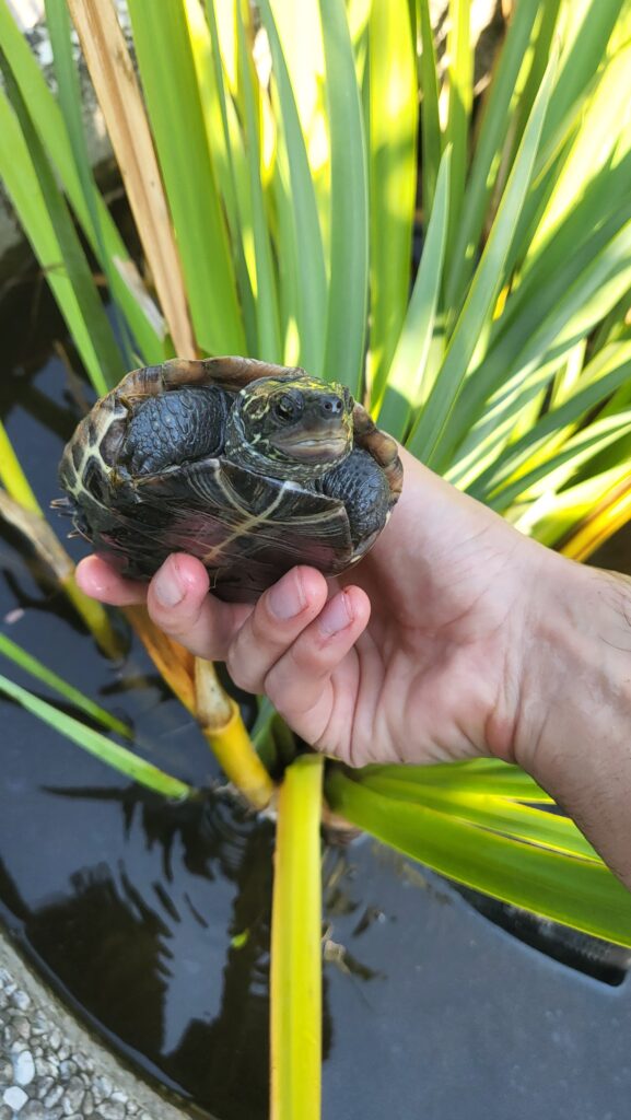 Mauremys reevesi 