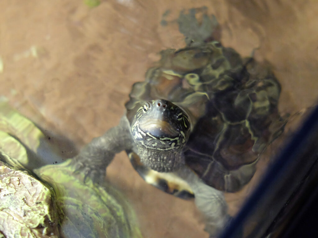 mauremys reevesi acquario