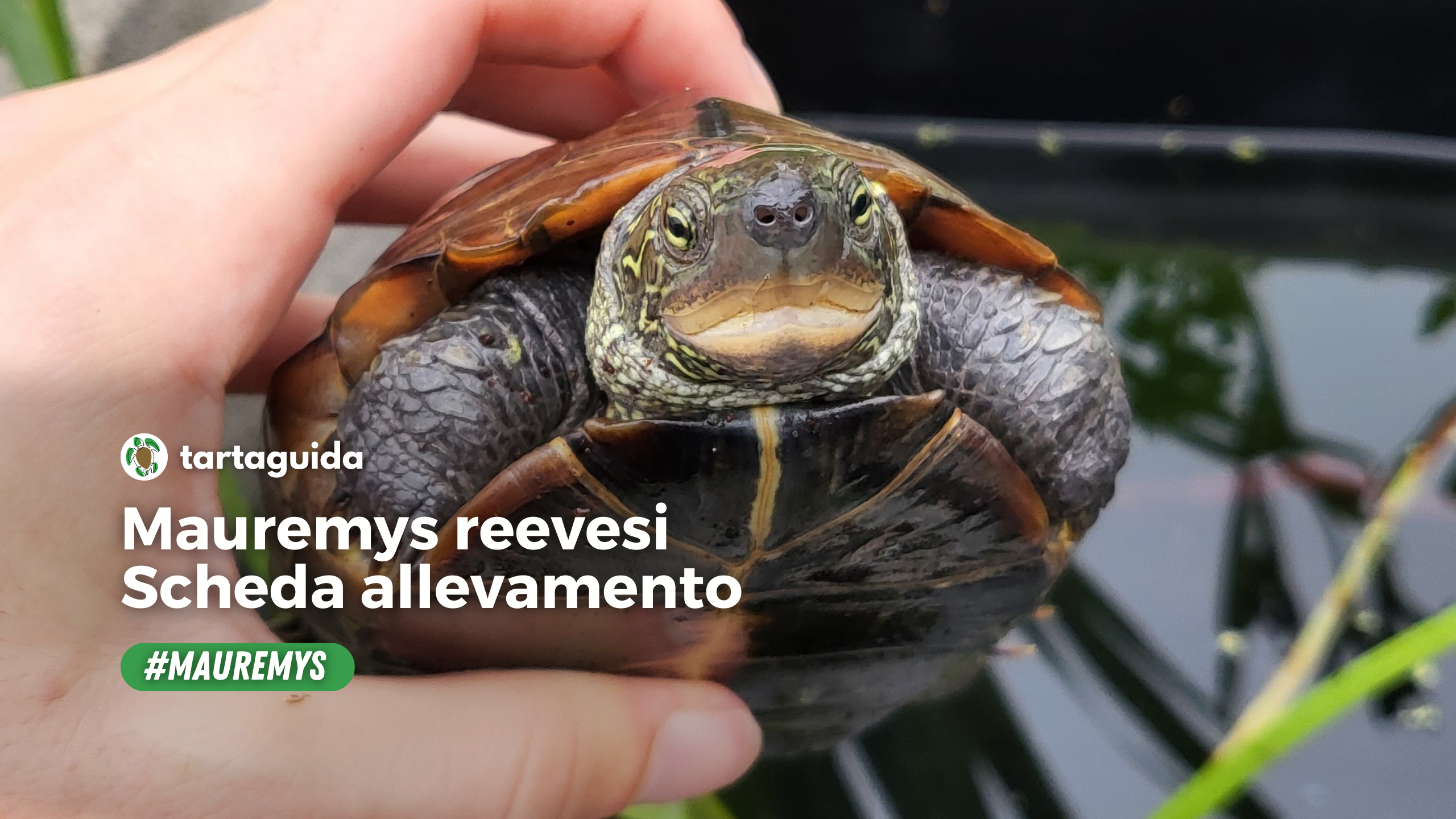 Mauremys reevesi scheda allevamento riassuntiva