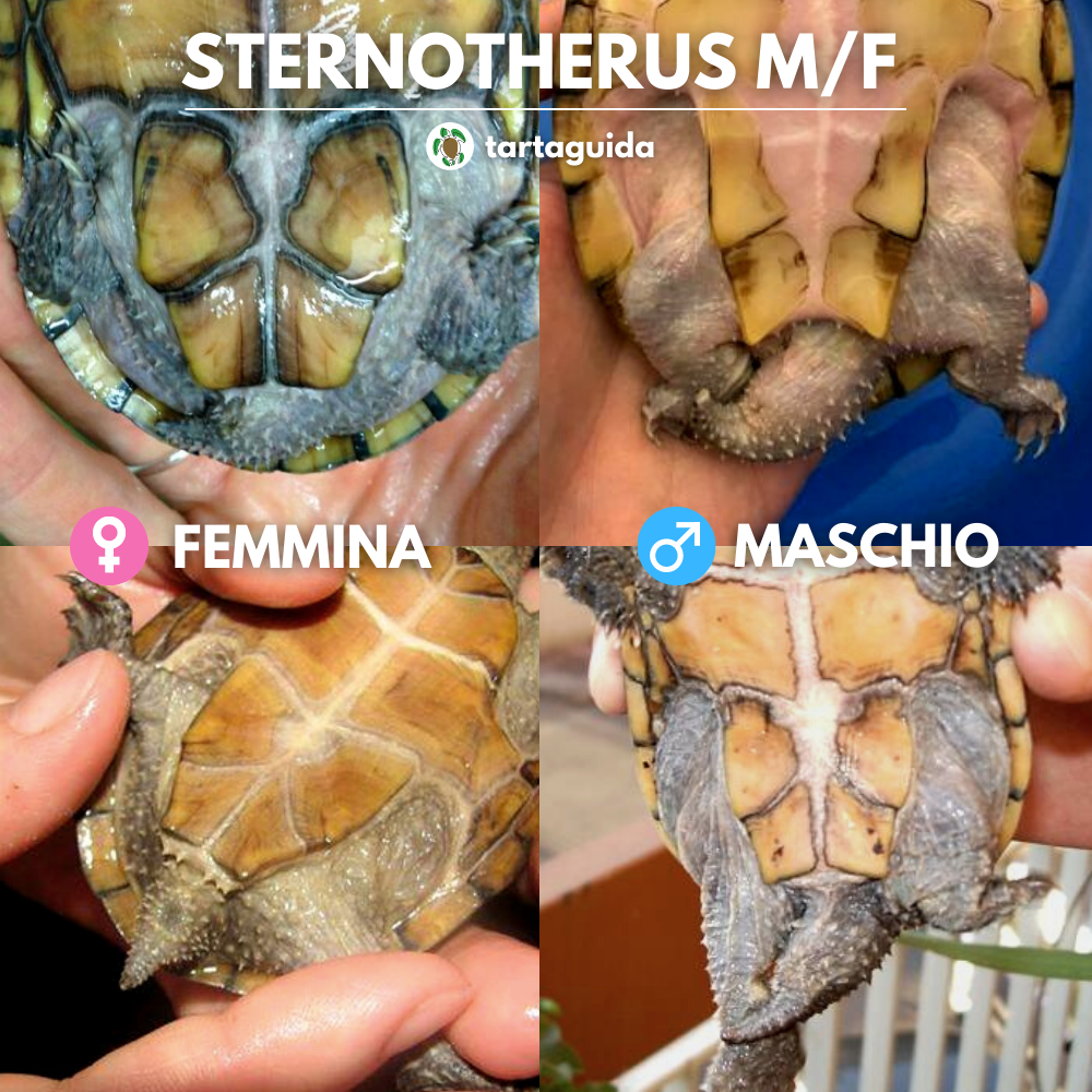Sternotherus maschio o femmina