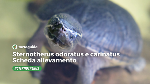 Sternotherus odoratus