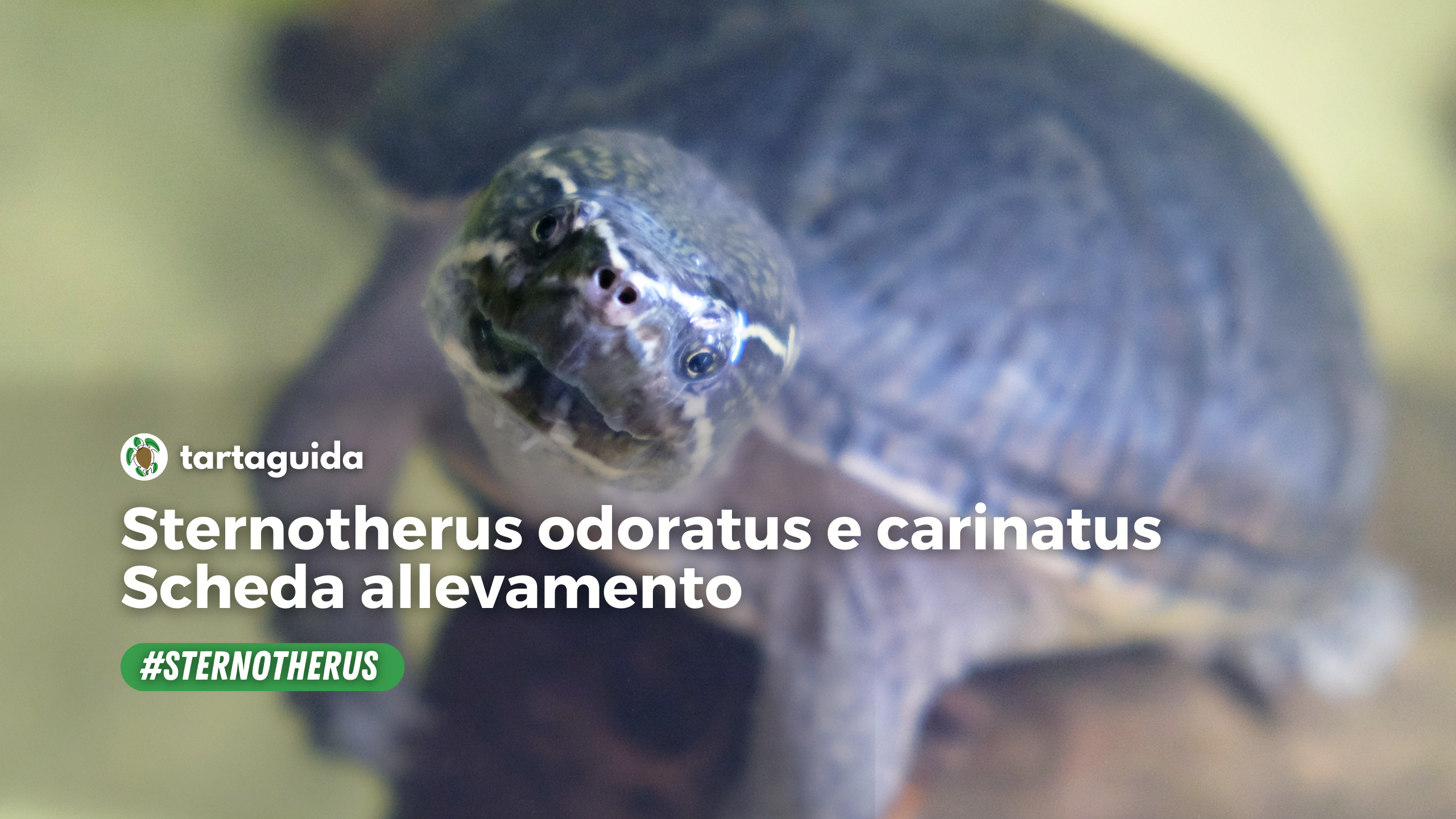 Sternotherus odoratus e carinatus: scheda allevamento riassuntiva Tartaruga del muschio