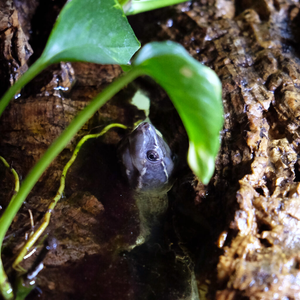 acquario sternotherus odoratus