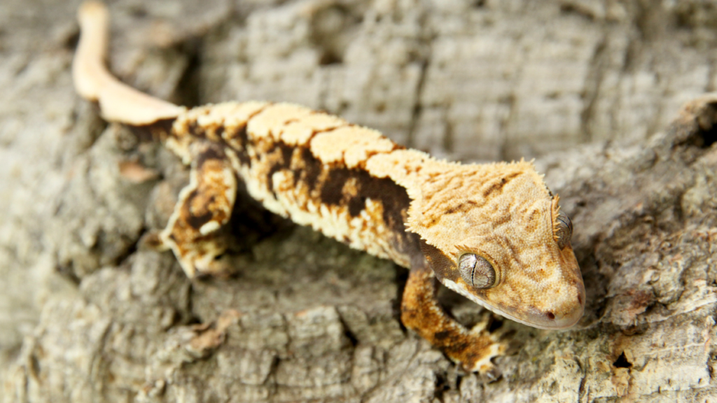 Geco ciliatus aspettativa di vita