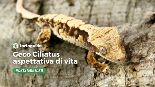 Geco ciliatus aspettativa di vita