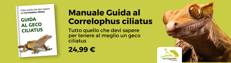 Geco ciliatus ambiente naturale