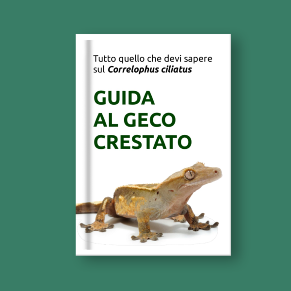 Libro geco ciliatus