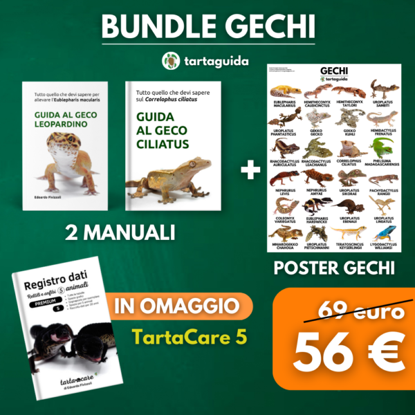 bundle gechi