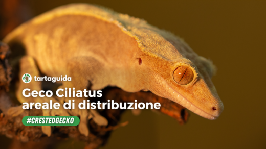 geco ciliatus areale di distribuzione