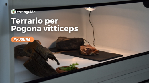 Terrario per pogona vitticeps