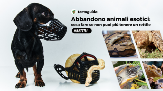 abbandono animali esotici