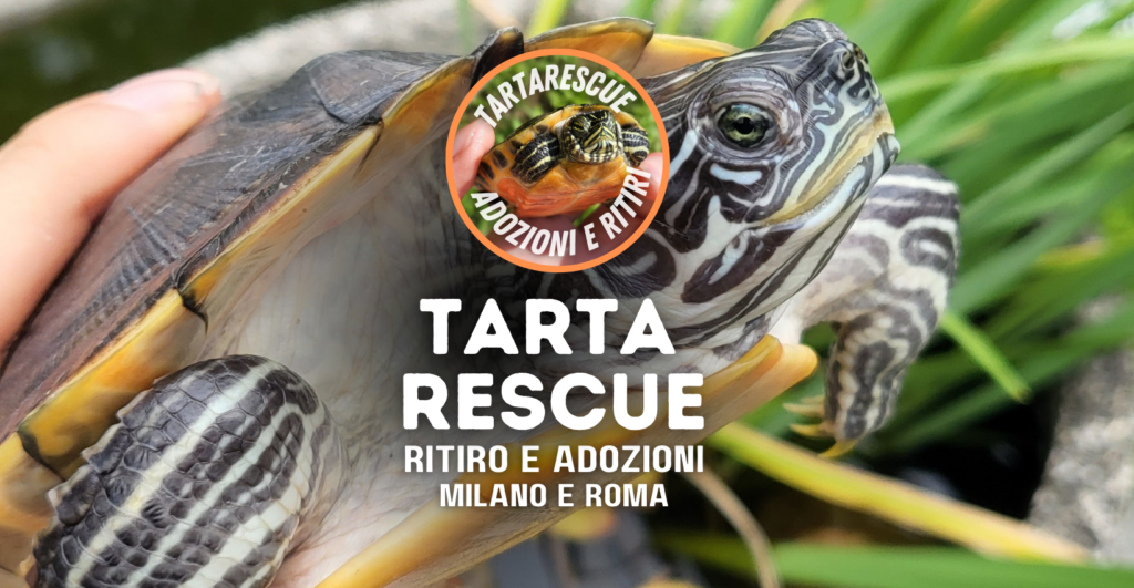 tartarescue