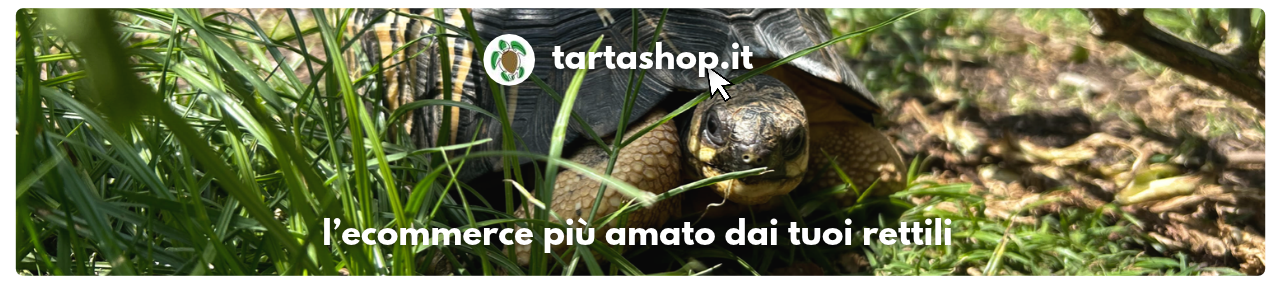negozio per tartarughe